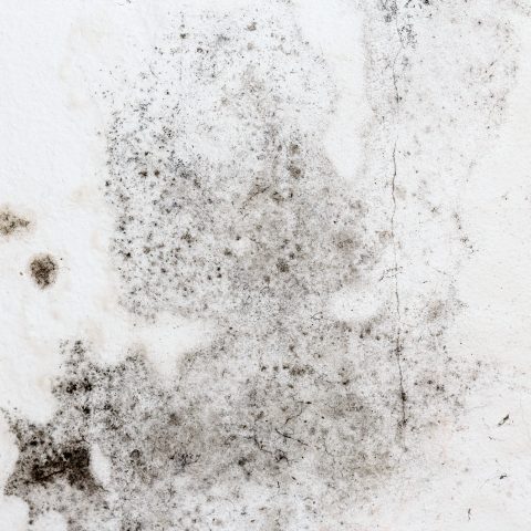 Mold Sampling
