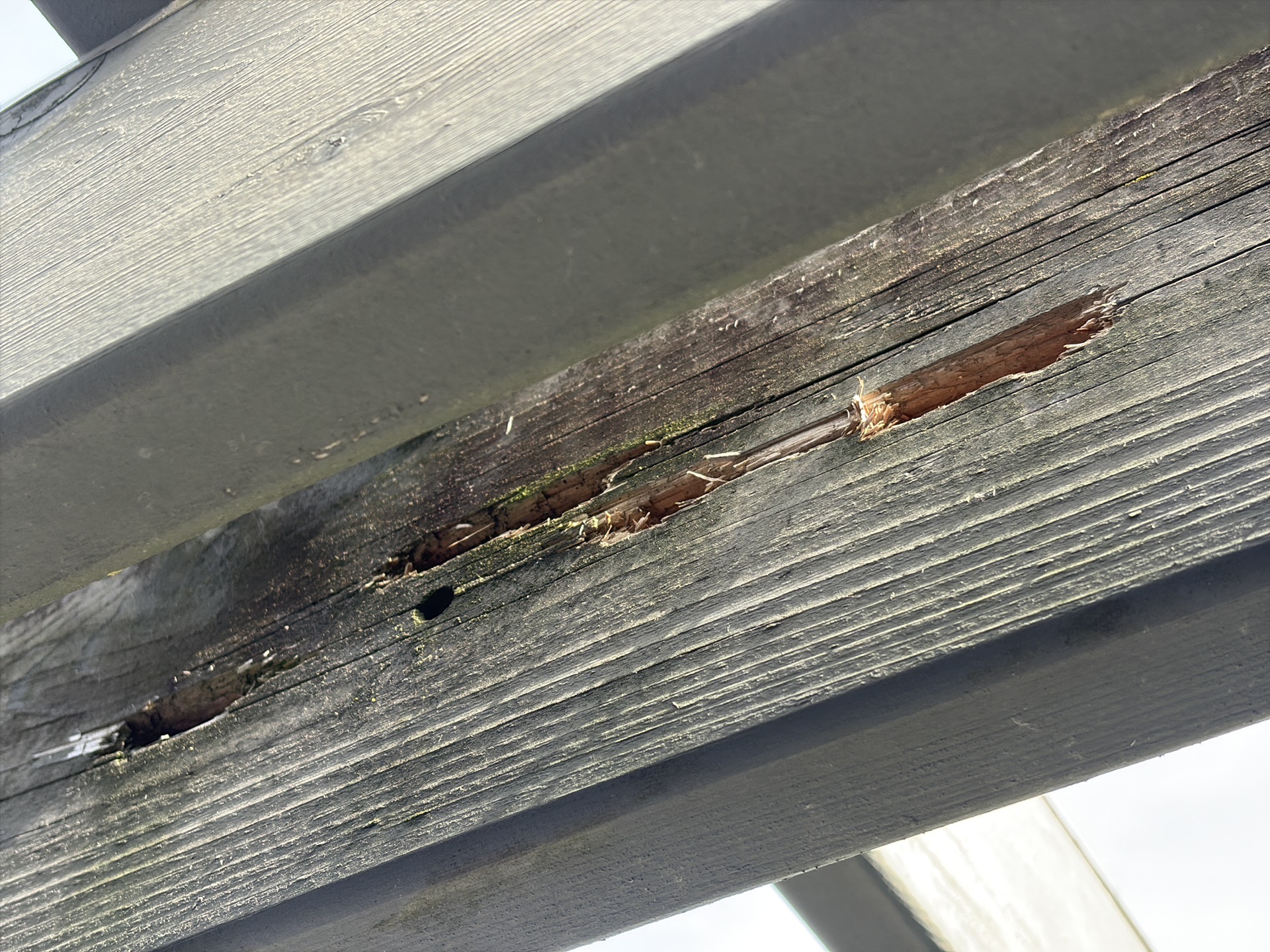 Pergola beam showing carpenter bee damage and wood rot.