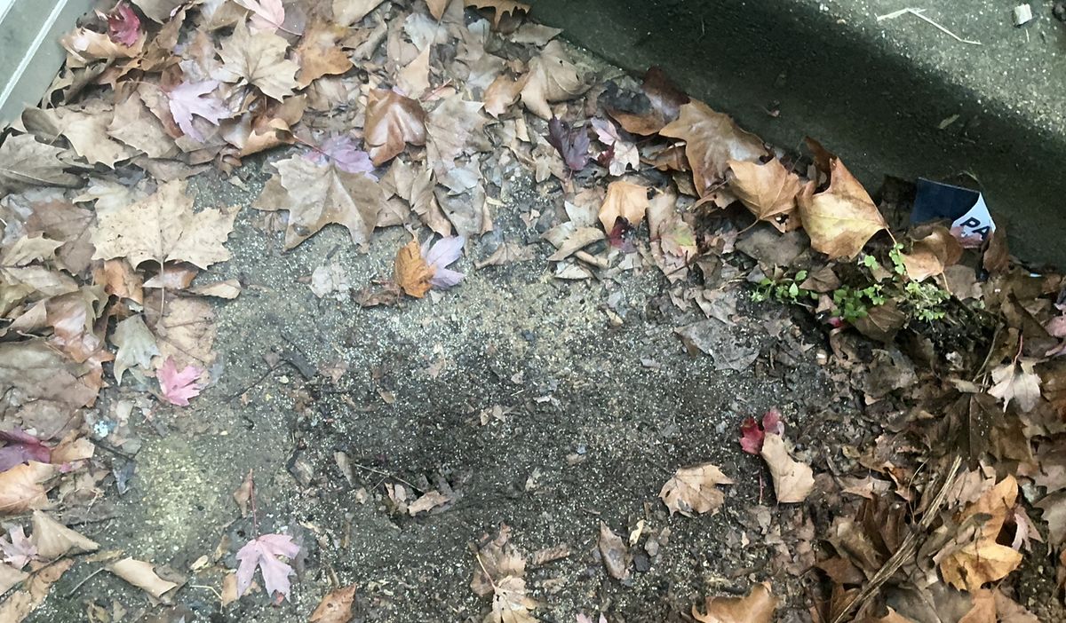 Exterior yard drain buried under fall leaves and debris