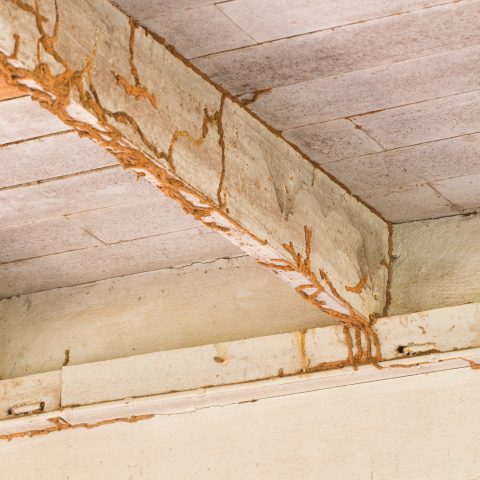 Termite Tubes